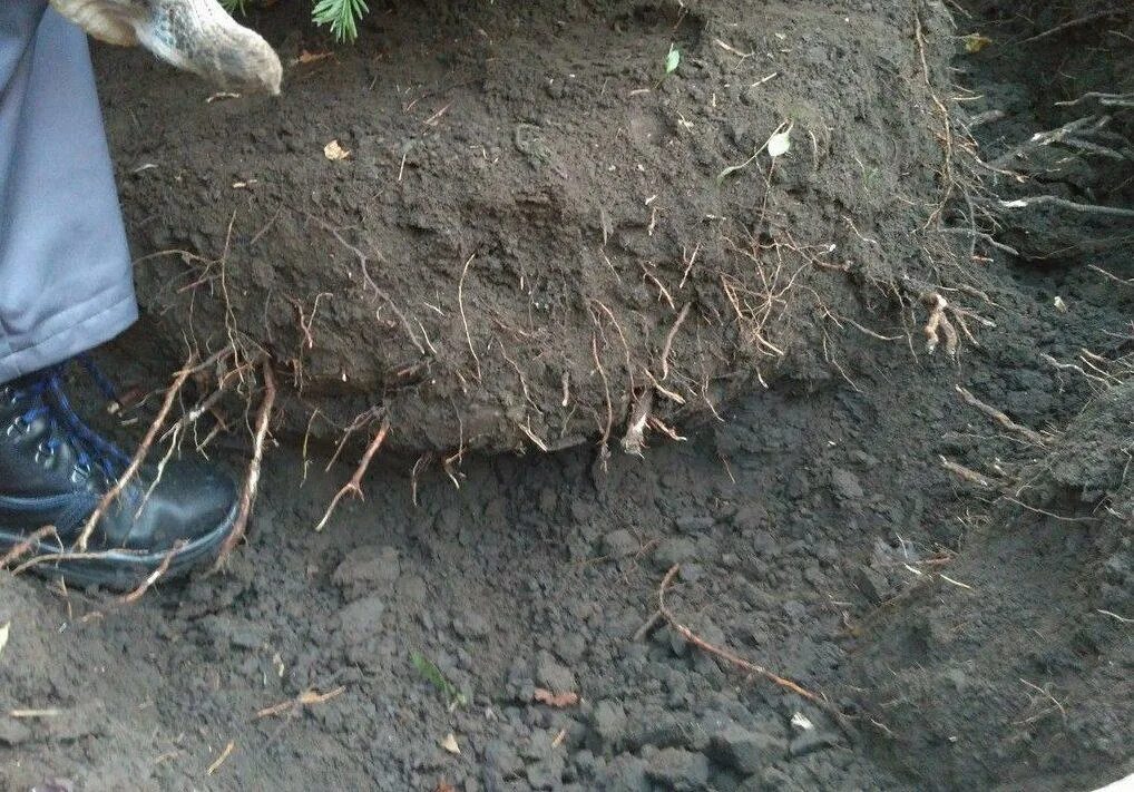 Можно выкопать елку в лесу