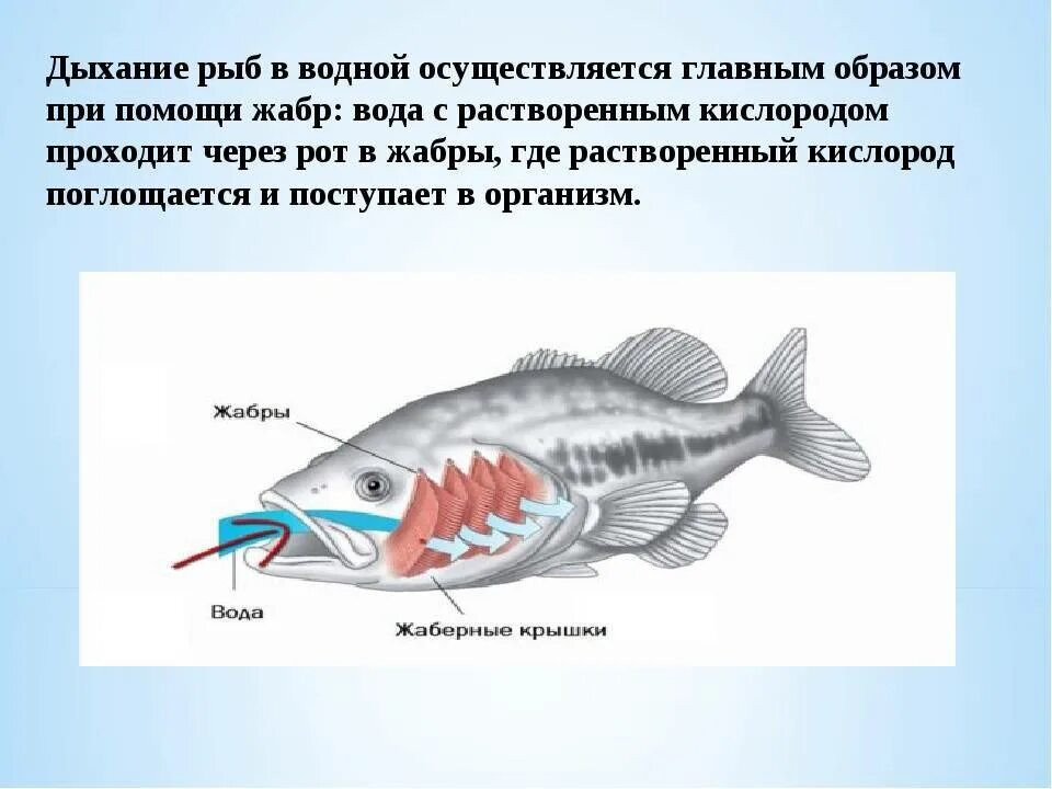 Дыхательная система рыб для 4 класса. Дыхательная система рыб жабры. Органы дыхания рыб 3 класс. Чем дышат рыбы.