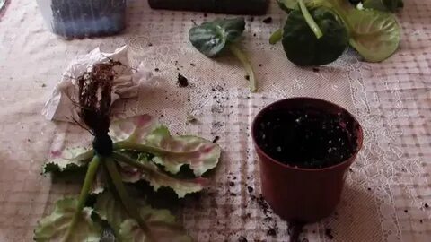 Пересадка фиалок