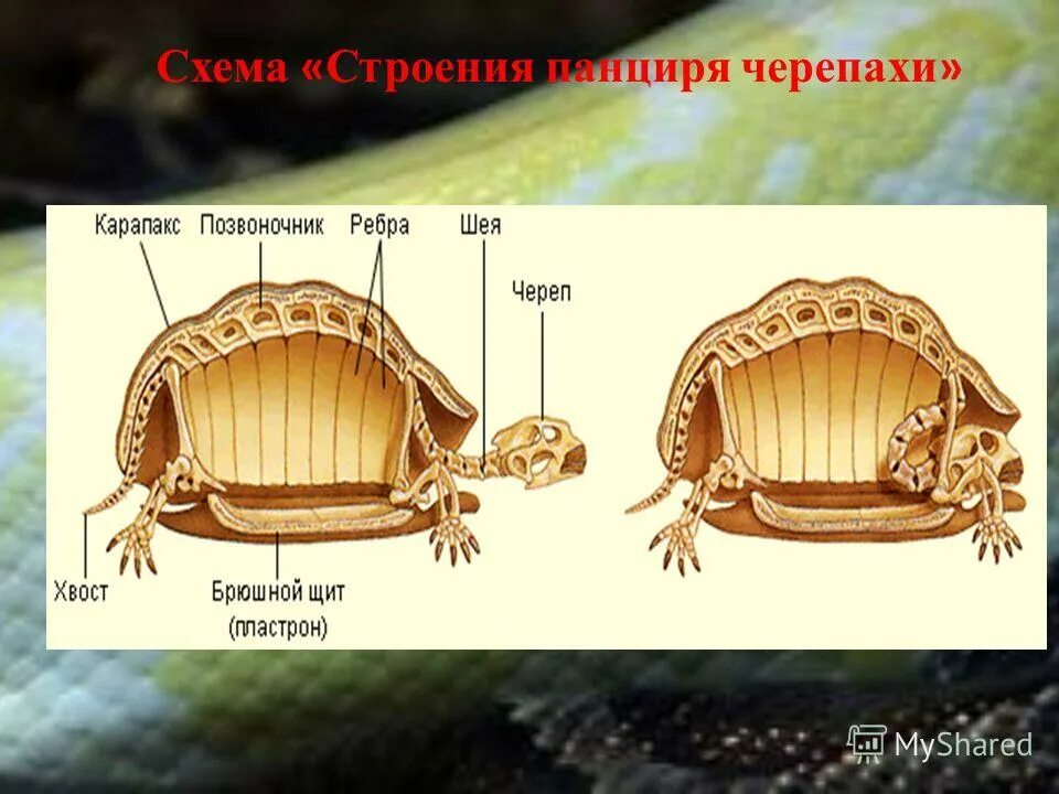 Внутреннее строение черепахи. Строение панциря красноухой черепахи. Внутреннее строение черепахи. Внешнее строение черепахи карапакс. Строение панциря красноухой черепахи.