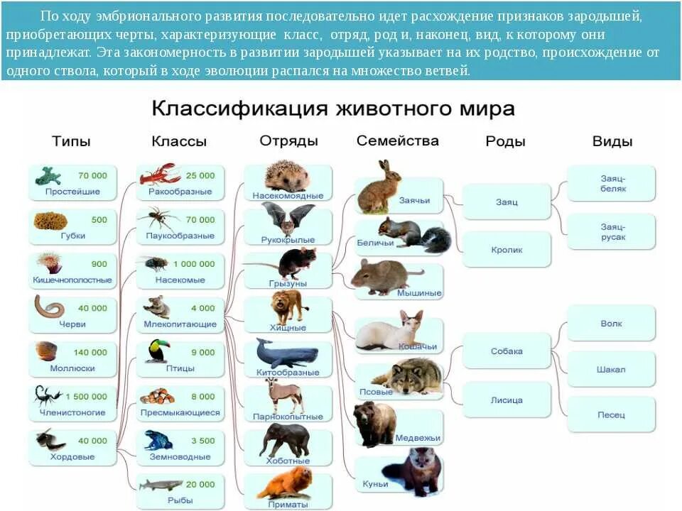 Характеристика типов классов животных. Систематика животных типы. Царство животных типы классы отряды семейства. Систематика животных таблица 7 класс по биологии. Таблица животных по биологии 5 класс биология.