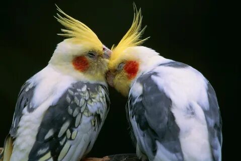 Звуки кореллы самки