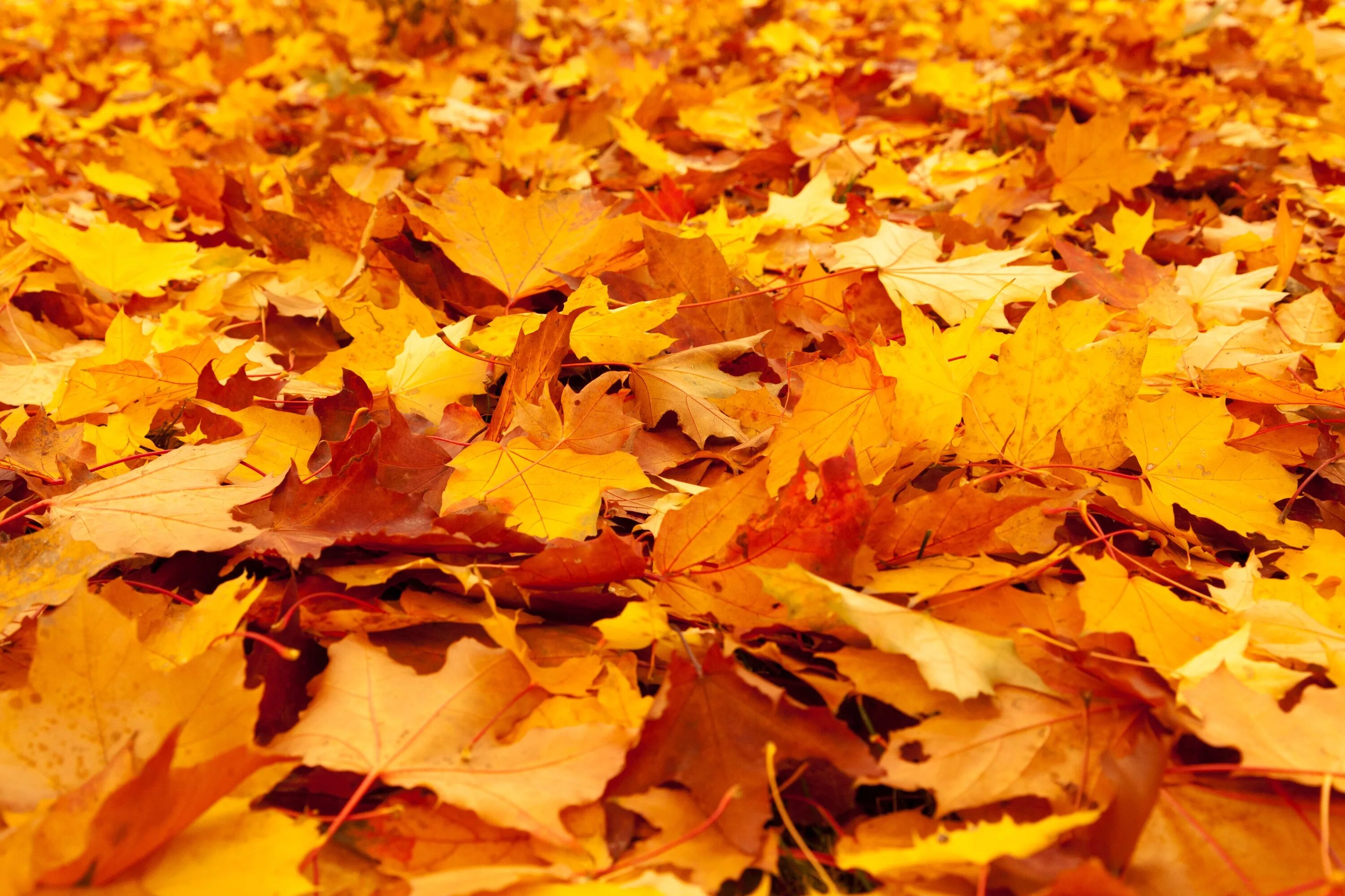 Желтый лист. Осень листья. Осенняя листва. Желтая листва. Ворох желтых листьев