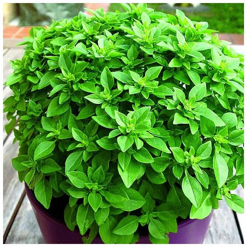 Кипрский базилик семена. Базилик (реган). Райхон базилик. Базилик кримсон кинг. Базилик мятолистный камфорный.