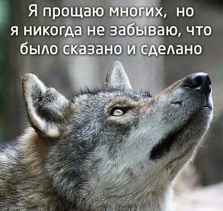 Не в обиду будет сказано. Волк афоризмы. Цитаты волка. Волки цитаты в картинках. Волки Однолюбы.