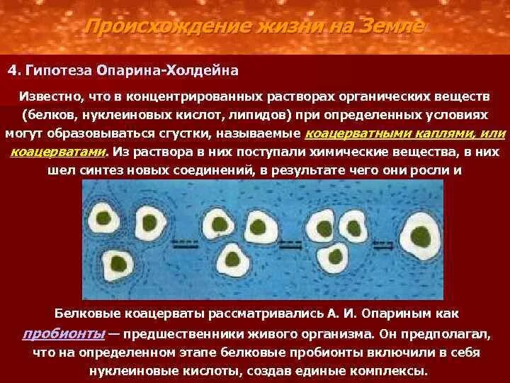 Гипотеза опарина о происхождении жизни. Гипотеза возникновения жизни на земле Опарина. Опарина гипотеза коацерваты. Гипотеза Опарина о происхождении жизни на земле. Возникновение жизни на земле Опарин и Холдейн.