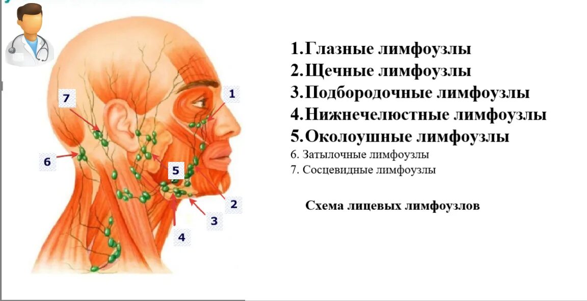 За ухом лимфатические узлы схема. Тонзиллярные лимфоузлы. Схема расположения лимфатических узлов на шее. Схема лимфоузлов под ухом. Прощупывается лимфоузел на шее