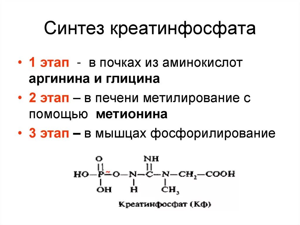 Синтез креатина и креатинфосфата в мышечной ткани. Креатинфосфат строение биохимия. Синтез креатина биохимия реакции. Реакция синтеза креатинфосфата. Креатинин действие