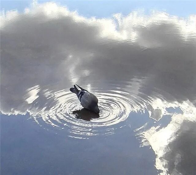 Голубь пьющий воду. Голубь в луже. Голубь в воде. Голубь пьет из лужи. Голубь в лужице плескался.