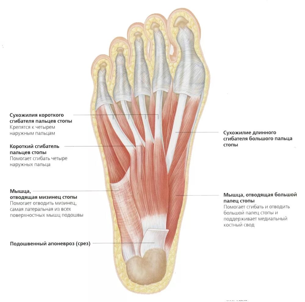 Мышцы стопы анатомия подошвенная. Мышцы стопы снизу анатомия. Строение мышц стопы снизу. Сухожилия стопы анатомия подошвенной области.
