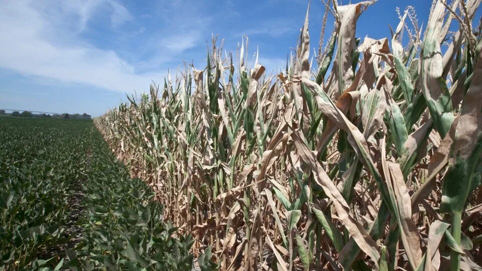 Many corns