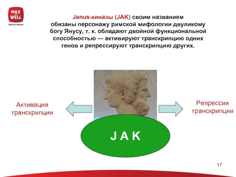 Янус киназы. Ингибиторы Янус киназ. Ингибиторы jak киназ препараты. Механизм ингибиторов Янус киназ. Ингибиторы киназы