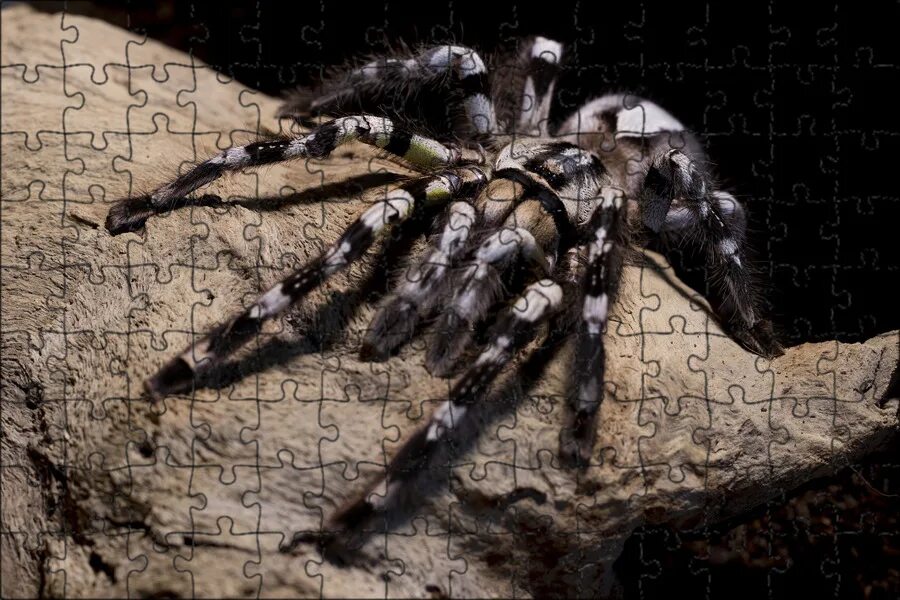 Тарантул это паук. Паук poecilotheria regalis. паук тарантул. паук птицеед poecilotheria regalis. паук птицеед металлика.