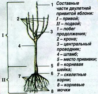 Где находится прививка