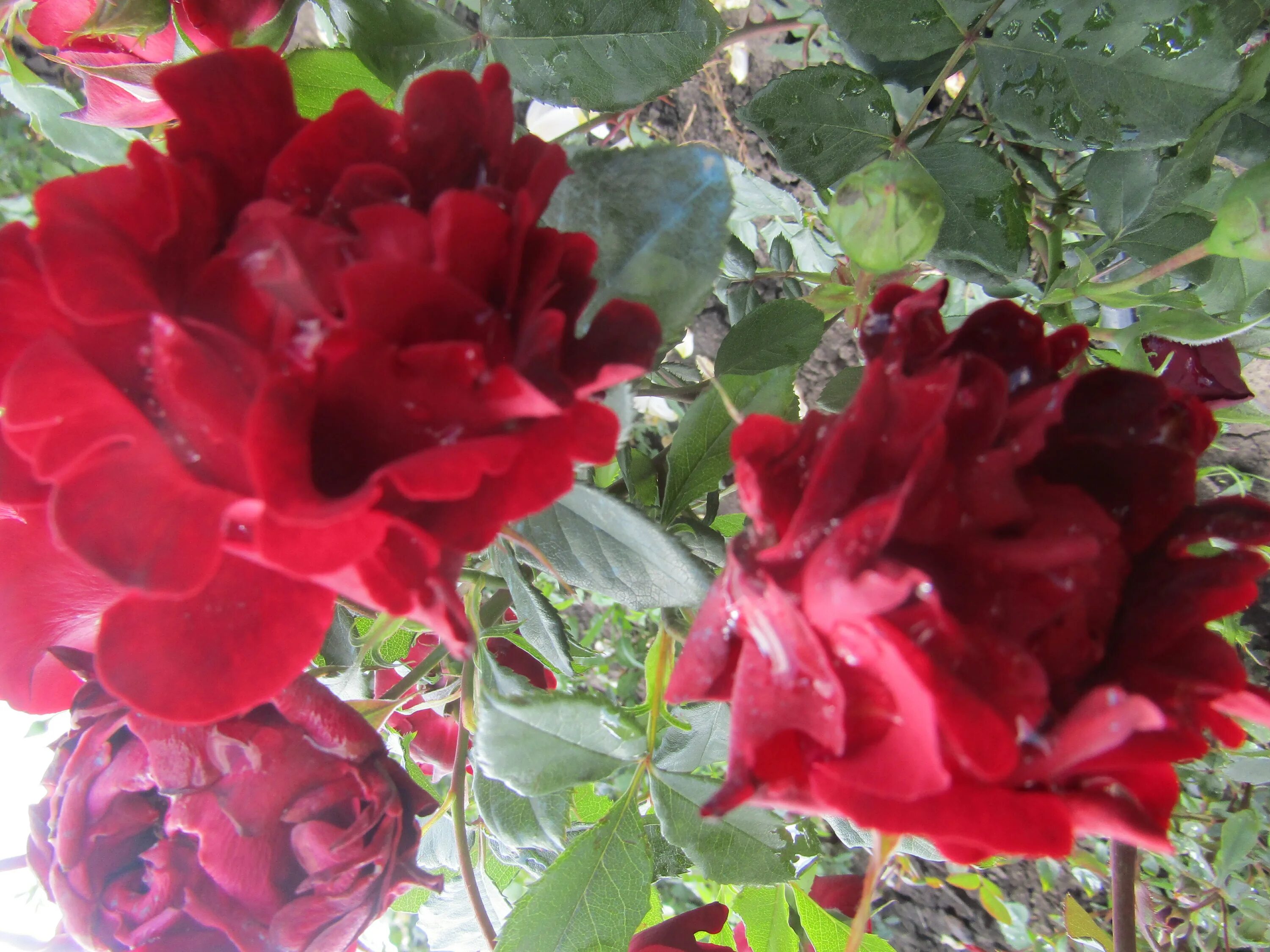 роза раффлс флорибунда. раффлс дрим. роза раффлс флорибунда раффлс дрим. описание розы раффлс. роза флорибунда дрим раффлс.