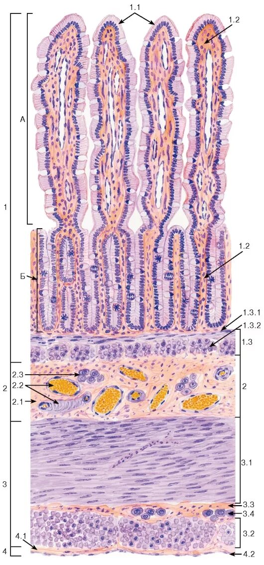 Тонкая кишка гистология препарат. Эпителий толстой кишки гистология. Двенадцатиперстная кишка гистология препарат. Срез тонкой кишки гистология. Ткани тонкой кишки