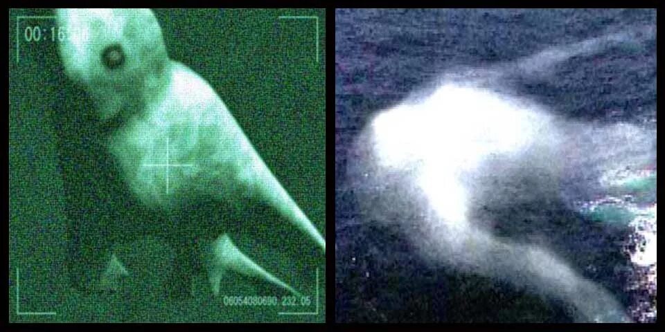 Инопланетный гибридный монстр был обнаружен в водах Антарктиды, существует ли Ни