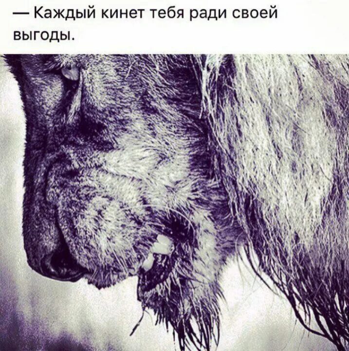 Использует для своей выгоды. Никогда не отрекайся от своего внутреннего зверя. среди добрых будь добрым среди зверей будь зверем восточная мудрость. каждый кинет тебя ради своей выгоды. не отрекайся от своего внутреннего зверя однажды твоя.