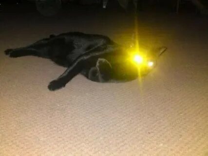 У кота светятся глаза