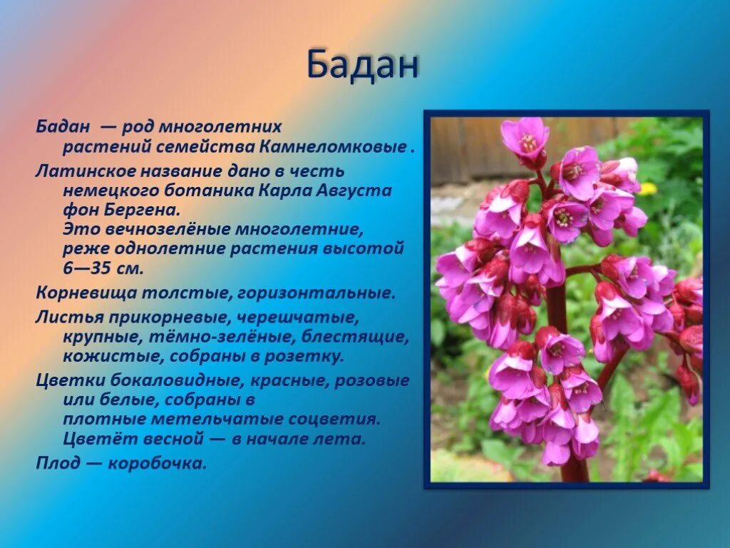 бадан польза и вред. бадан польза и вред. бадан толстолистный корень. бадан лекарственное растение. бадан польза и вред.