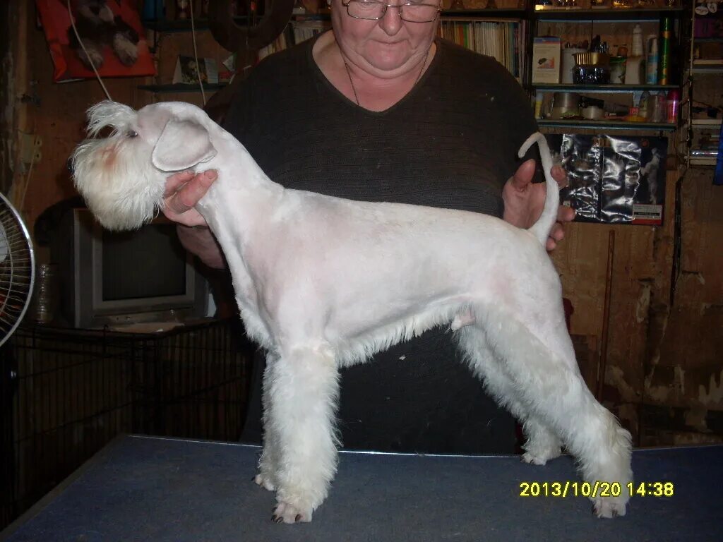 груминг пенза. животные груминг салон. груминг для кошек пенза. стрижки собак средних пород. йоркширский терьер стандарт 1 год.