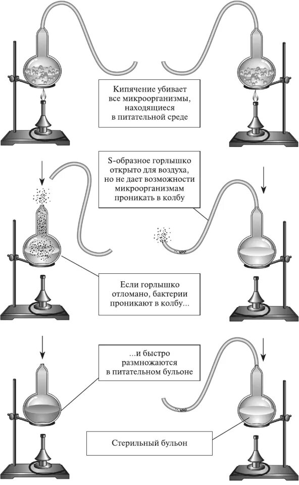 Опыт Луи Пастера. Луи Пастер опыт с бульоном. Эксперимент Луи Пастера с колбой. Луи Пастер опыт самозарождения.