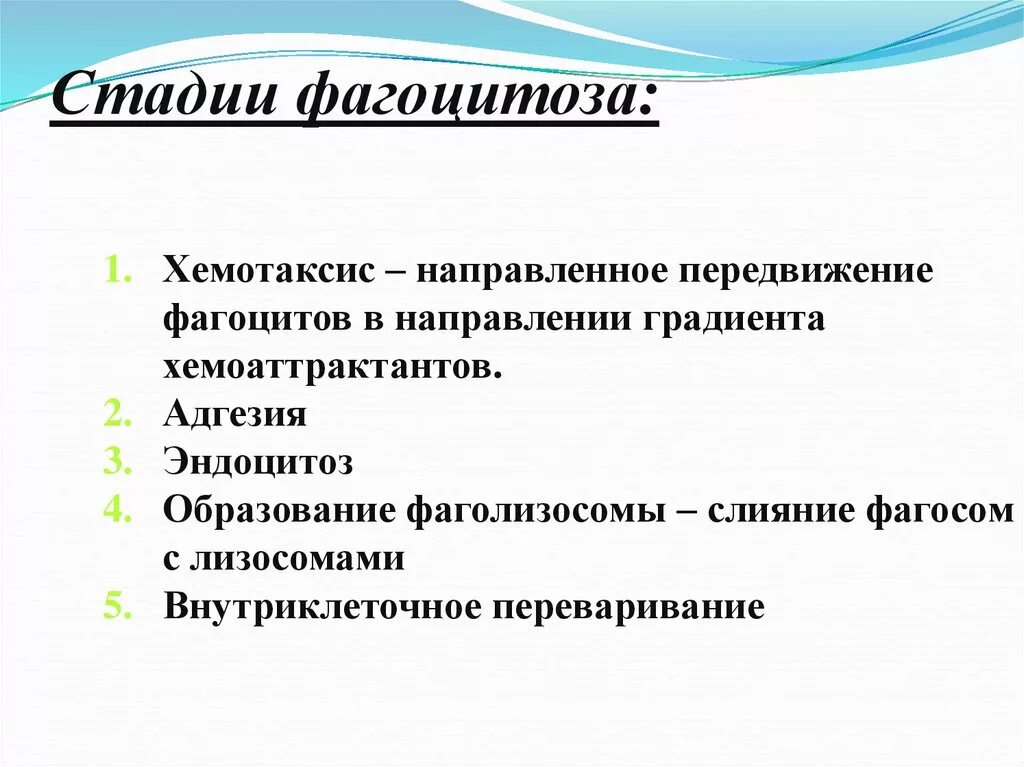 Этапы фагоцитоза иммунология. Стадии фагоцитоза. Стадий фагоцитоза. Стадиями фагоцитоза.