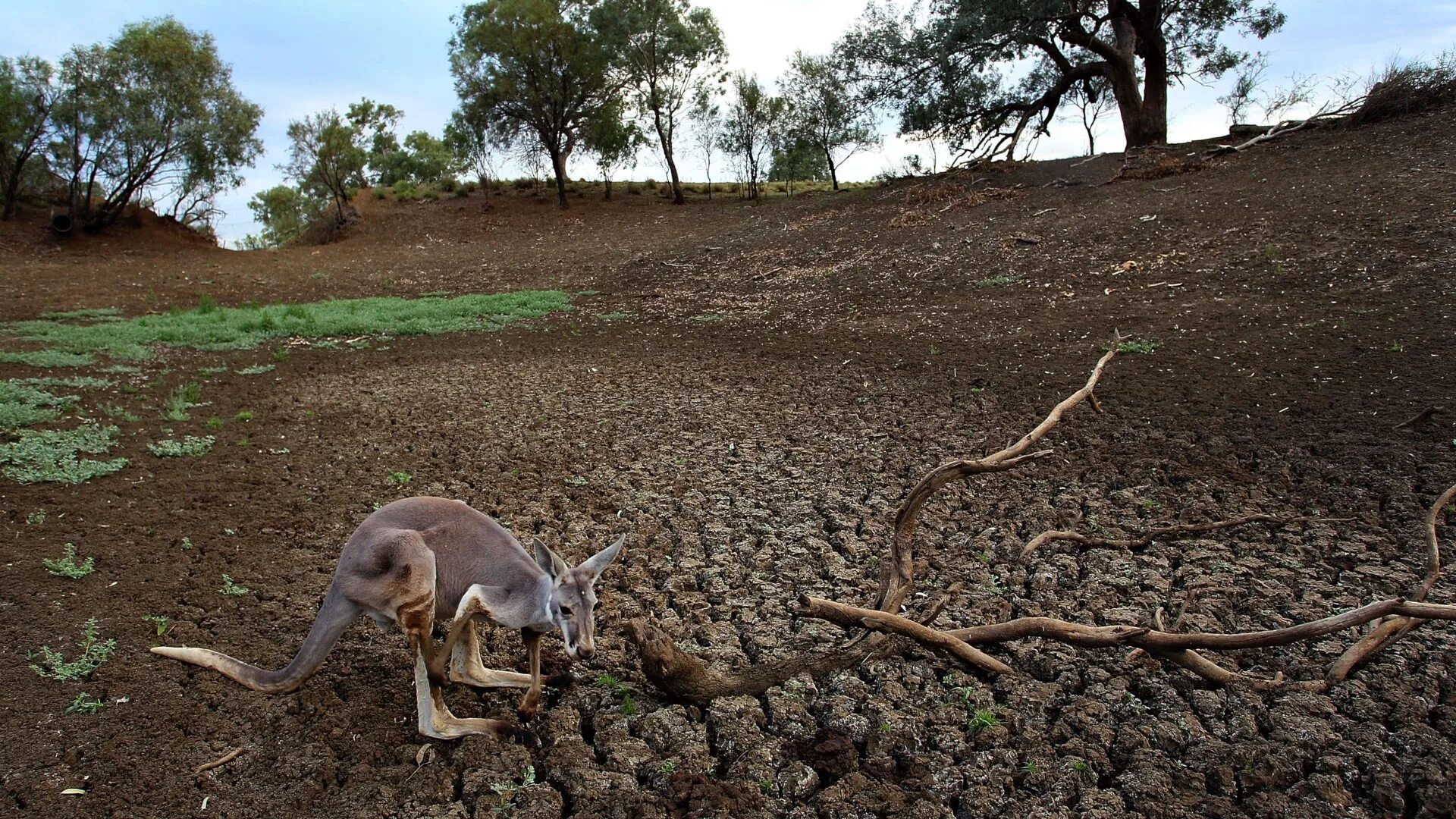 Засуха животные. Опустынивание Австралии. Засуха в Австралии 2001-2009. Засуха в Австралии. Экология Австралии.
