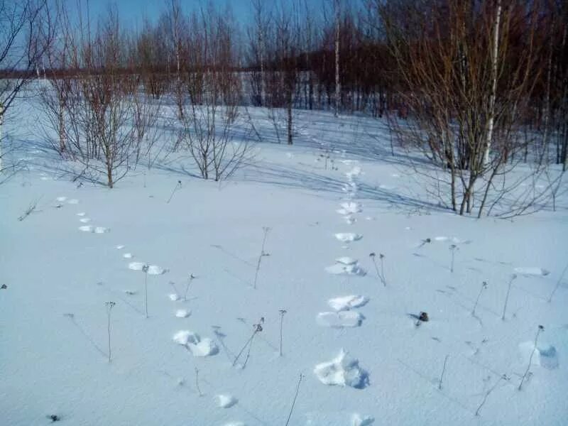 Как охотиться на зайца. Охота на зайца зимой тропить по следу. охота на зайца русака троплением. тропление зайца беляка.