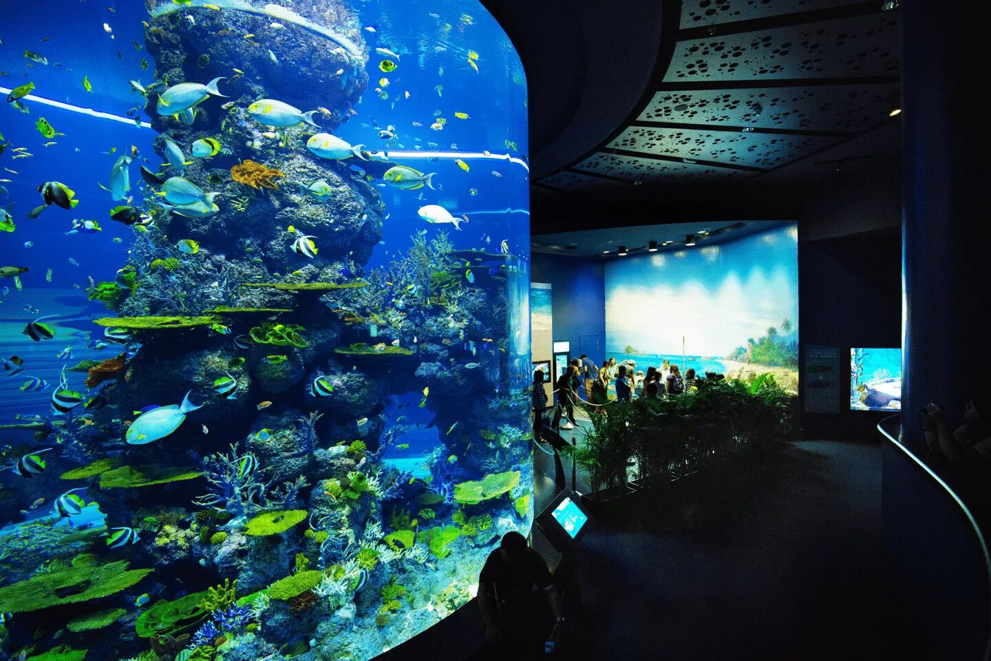 Концертный зал океанариум. Сентоза океанариум. S.E.A.Aquarium Сингапур. Marine Life Park, Сингапур. Сингапур океанариум.