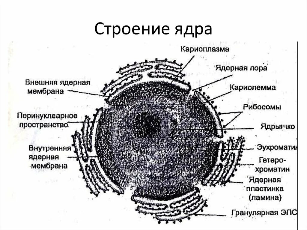 Схема строения ядра клетки. Схема ядра эукариотической клетки. Ядерная оболочка ядерный сок ядрышко ядро. Структура клеточного ядра. Назовите структуры ядра