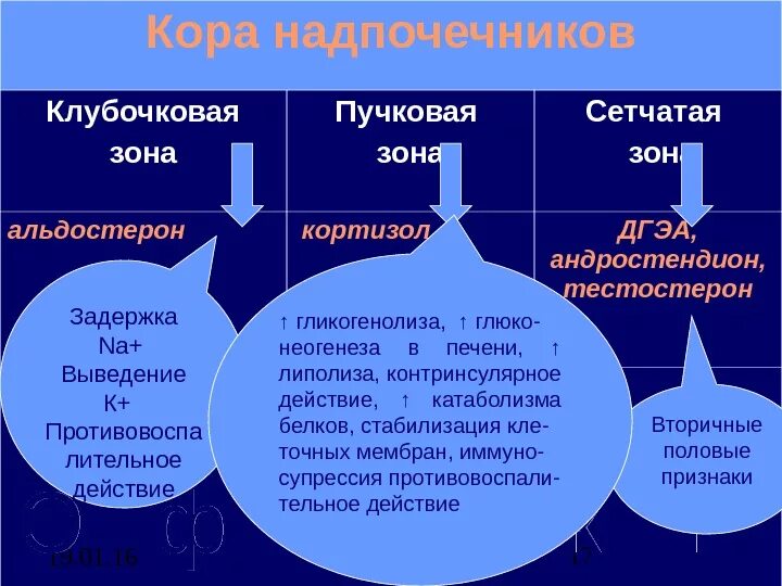 Гормоны клубочковой зоны коры надпочечников. Клубочковая зона коры надпочечников вырабатывает. Пучковая зона надпочечников вырабатывает. Гормоны сетчатой зоны коры надпочечников.