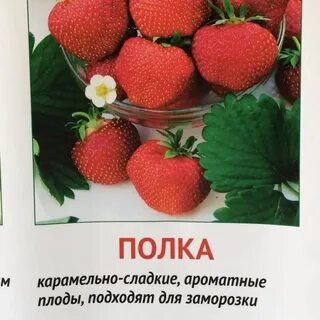 Полька клубника описание отзывы