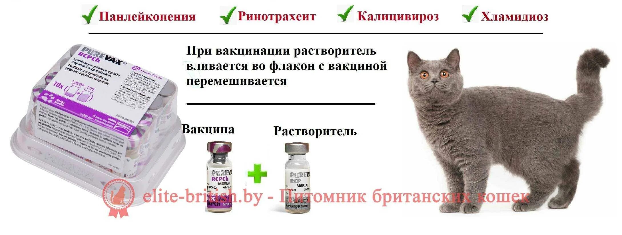 Нужна ли прививка домашней кошке. Вакцинация котенка схема Пуревакс. Когда делать прививку коту. Ранняя вакцинация котят Нобивак. Вакцина для кошек Мультифел 5.