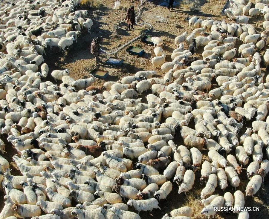 Засуха и зелень. Звери страдают от засухи. Дух засухи. Озеро тинаки астрахань. Засуха.