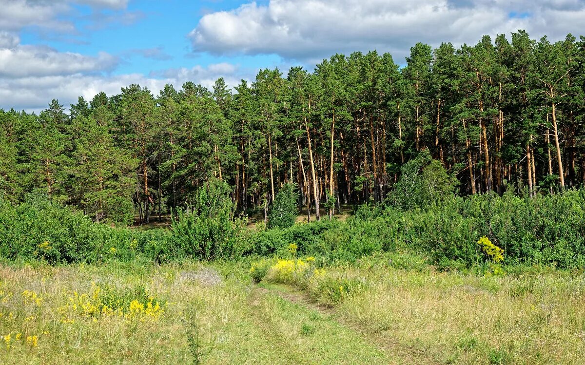 Лесной край купить