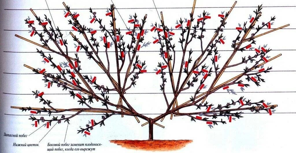 Можно ли обрезать вишню. Абрикос дерево схема обрезки. Обрезка чашевидной кроны абрикоса. Обрезать абрикос весной. Обрезка абрикоса весной схема.