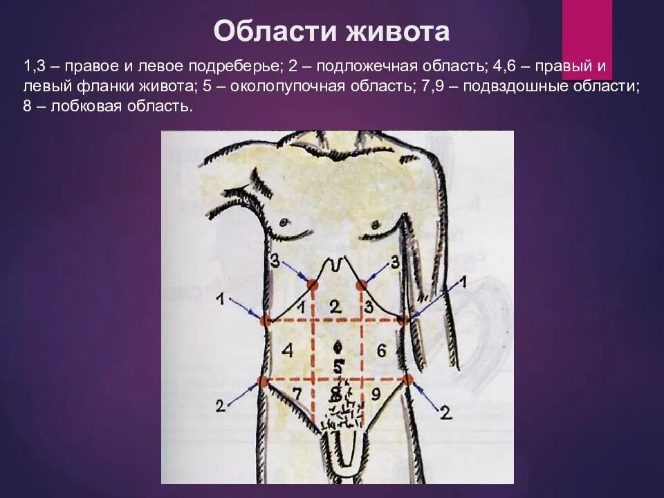 9 областей живота. Области живота. Подложечная область. Правая подреберная область живота. Подвздошная область живота.