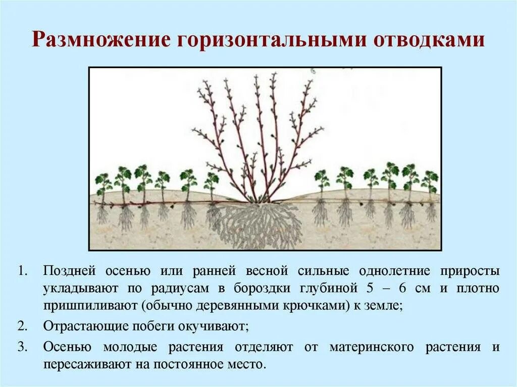 Как размножить гортензию метельчатую черенками осенью