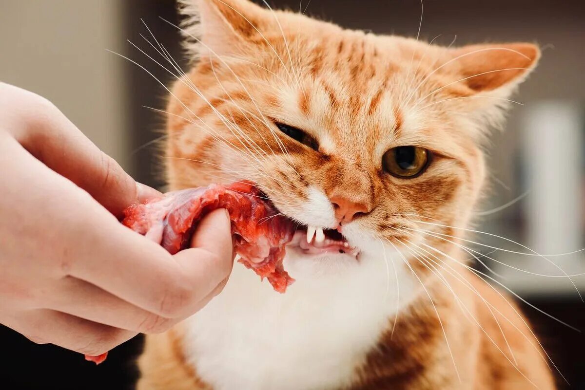 Скачай ест мясо. Кошка кушает. Рыжий кот кушает. Кот кушот.