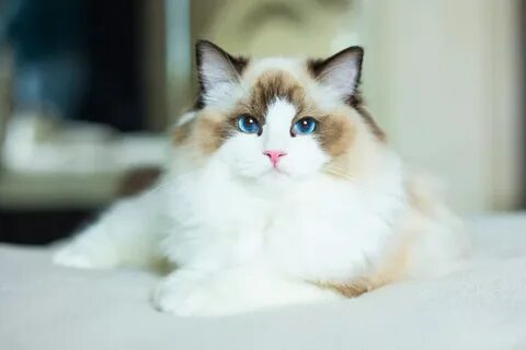 Сколько стоят кошки рэгдолл