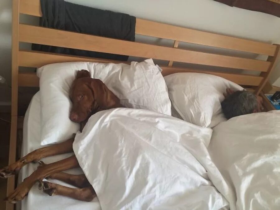 Почему собака любит спать. Кровать для собаки. Собачка в кровати. Собака в постели.