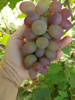 Виноград сорт русбол отзывы