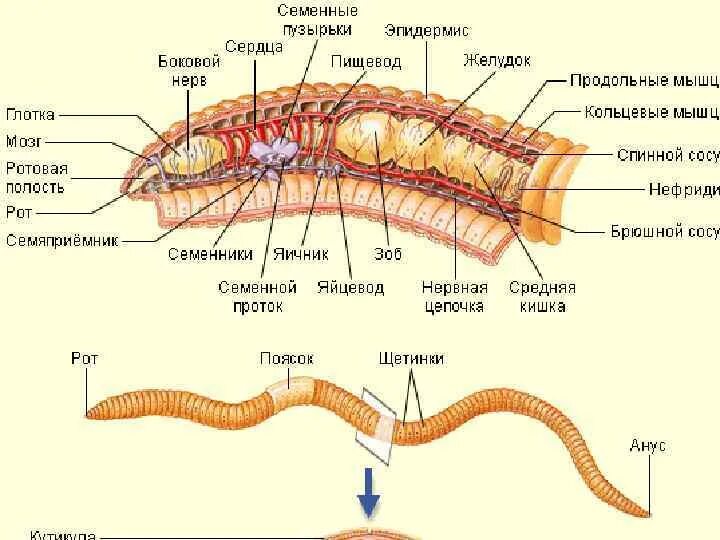 Полость тела плоские круглые кольчатые. Строение первичнополостных червей. Буккальный отдел у кольчатых червей. Репродуктивная система кольчатых червей. Половая система у плоских круглых и кольчатых червей.