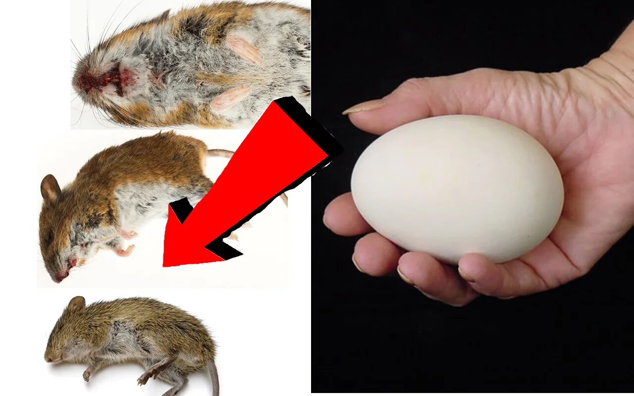 Как избавиться от мышей домашних условиях. Борьба с мышами. Грызуны крысы. Первые крысы. Мыши крысы как избавиться.