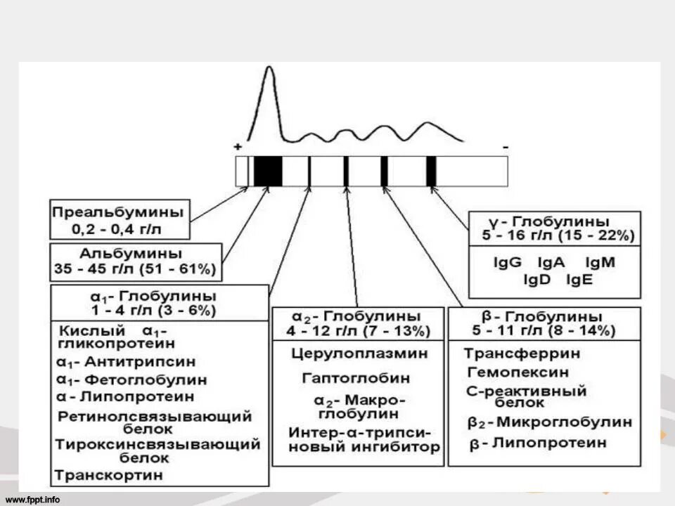 Белки фракции глобулинов. Электрофорез белков сыворотки крови (белковые фракции). Электрофореза белковых фракций сыворотки крови алгоритм. Электрофорез белков плазмы крови. Электрофорегремма белков сыврортка крови.