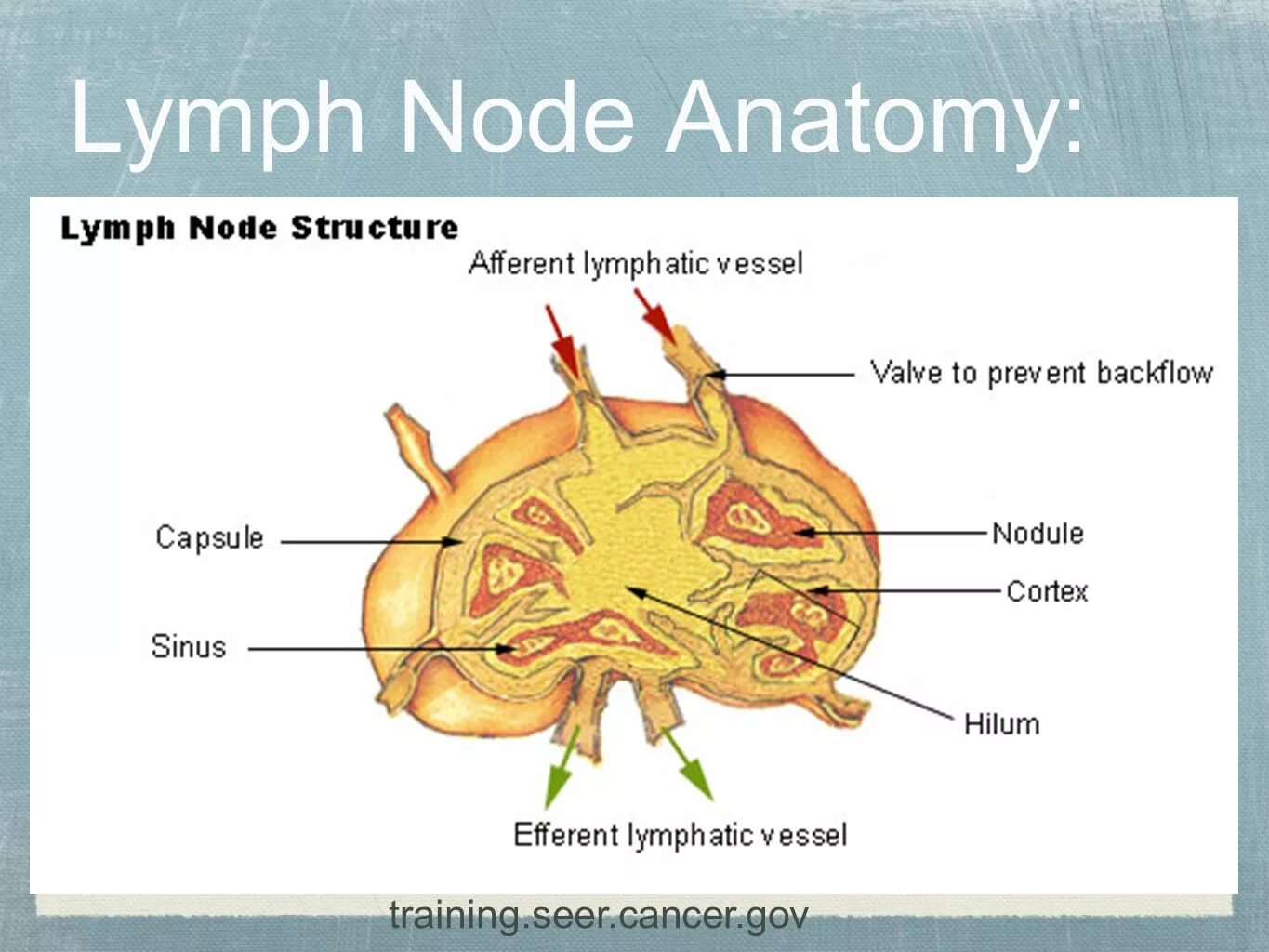 Строение лимфатического узла у животных. Лимфатический узел рисунок анатомия. Схема строения лимфатического узла иммунология. Внутригрудные лимфоузлы классификация. Лимфоузлы особенности