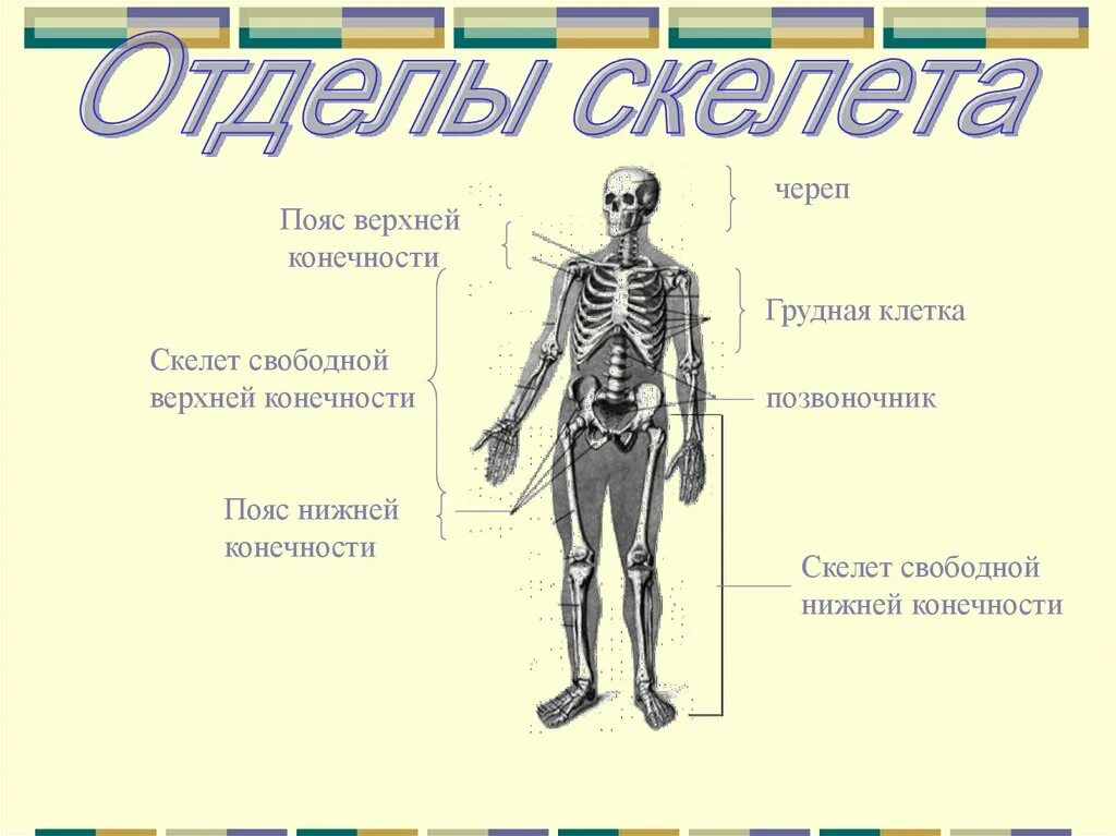 Отдел скелета особенности строения функции. Биология 8 класс скелет человека осевой скелет. Скелет верхних и нижних конечностей отделы. Строение скелета человека 9 класс биология. Строение скелета 8 класс биология.