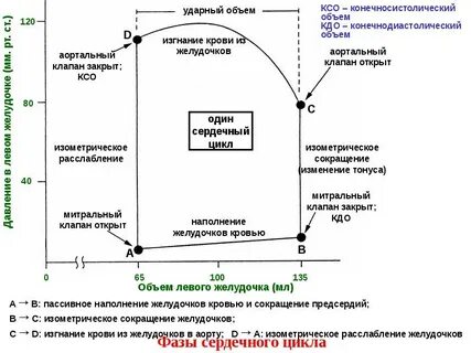 К чему приводит увеличение объема желудочков сердца