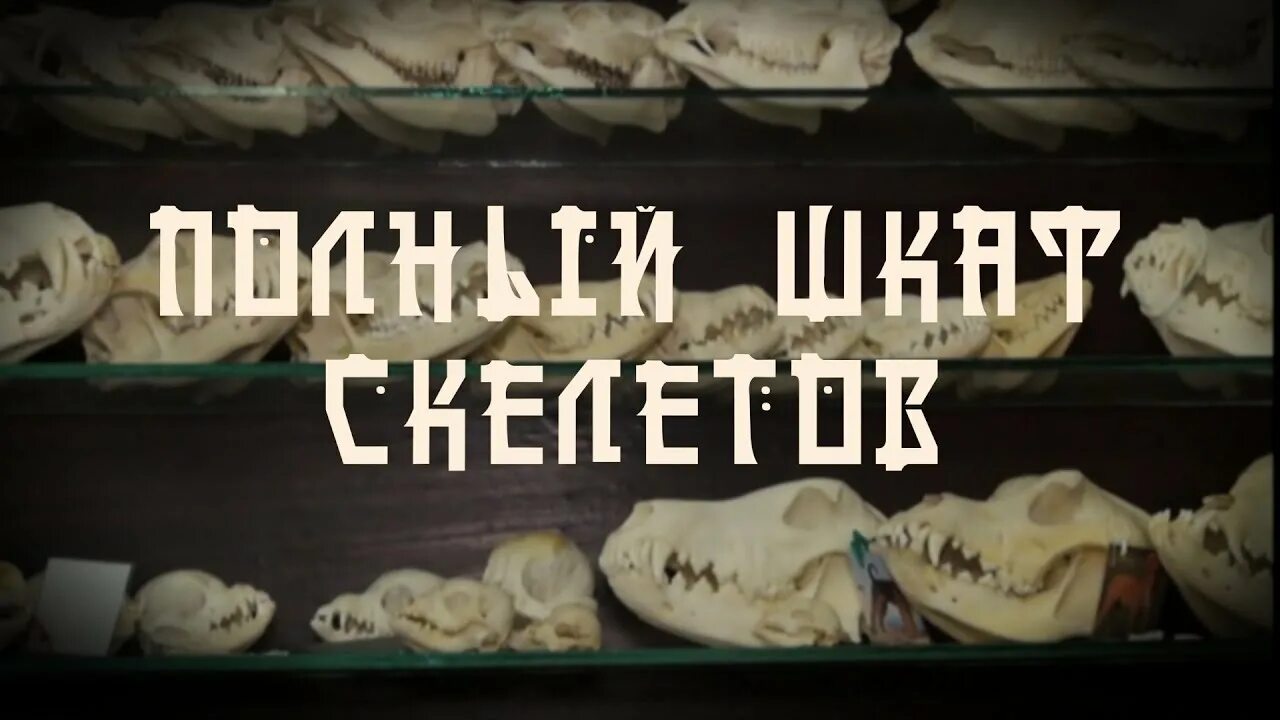 Скелет в шкафу 5. У каждого свои скелеты в шкафу.